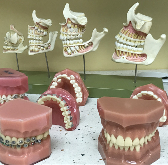 Modelos de dentadura